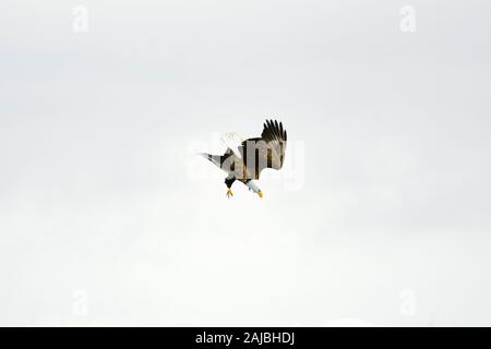 View from below of a Bald Eagle diving from above Stock Photo