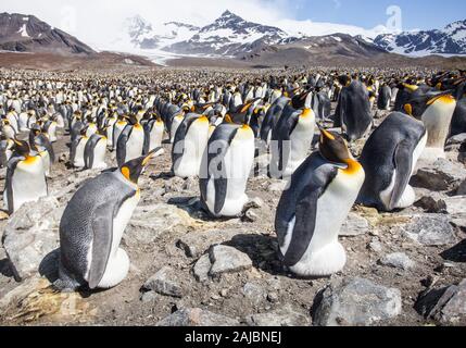 Huge King Penguin Colony with adults on eggs and chicks, St Andrews Bay, South Georgia, Antarctica Stock Photo