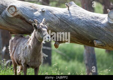 A bighorn sheep in spring shedding its winter coat while standing under a large leaning log. Stock Photo