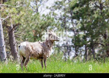 A female bighorn sheep standing in the spring sunshine with winter coat fur chunks shedding off. Stock Photo