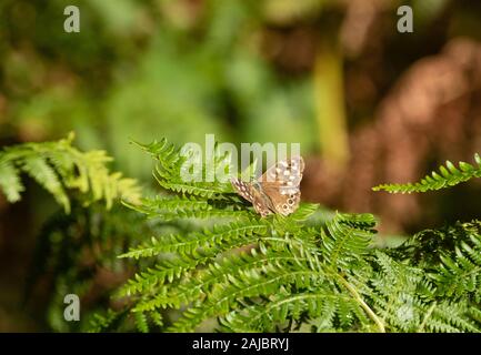 A Speckled Wood butterfly on bracken at reigate Heath, Reigate, Surrey, UK Stock Photo