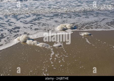 Polluted chemical sea foam on wild sea coast ecosystem,pollution contamination Stock Photo