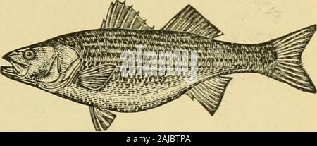 Nostril to Caudal: Cutting and Cooking Fish Tongues