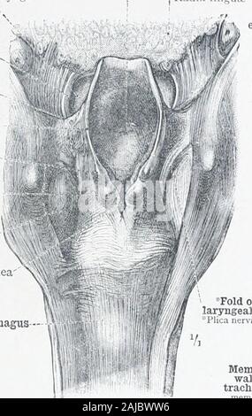 pyriform sinus anatomy