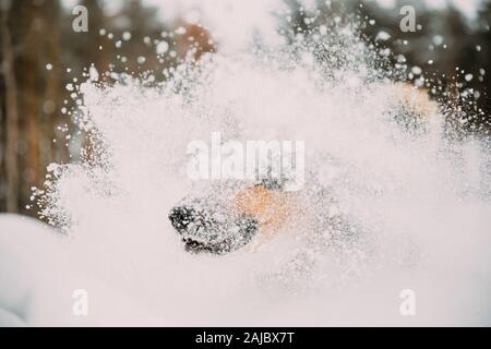 Funny Dog Playing In Snowy Forest In Winter Day. Dog Having Fun And Shaking Snow. Stock Photo