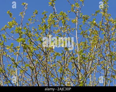 Davidia Involucrata  the dove-tree, handkerchief tree, pocket handkerchief tree, ghost tree. Looking up into tree showing young leaves and flowers Stock Photo