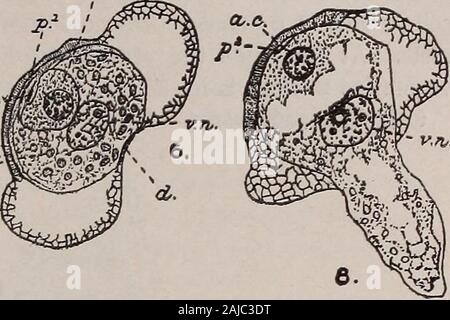 Elementary botany . llination takes place. 620. Female prothallium of the pine.—To study this we must make care-ful longitudinal sections through the ovule (better made with the aid of amicrotome). Such a section is shown in fig. 358. The outer layer of tis-sue, which at the upper end (point where the scale is attached to the axis ofthe cone) stands free, is the ovular coat, or integument. Within this integu-ment, near the upper end, there is a cone-shaped mass of tissue. Thismass of tissue is the nucellus, or the macrosporangium proper. In thelower part of the nucellus in fig. 356 can be seen Stock Photo