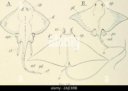 A treatise on zoology . tyclwdus decurrens, Ag. ; Cretaceous, Sussex. (After A. S. Woodward,from Brit. Miis. Guide.) portions become separated off from the rest of the fin, so as to form aspecial anterior cephalic fin, median in the Myliobatinae (Fig. 129, B).In the Dicerobatinae this fin is developed as paired horn-like projections(Fig. 129, C). The head, with its large protruding eyes, projects dorsally above thelevel of the disk. The skeleton resembles that of the Trygonidae ; butthe ceratohyal is attached to the first branchial arch. The skin is smooth,excepting for a strong serrated spine Stock Photo