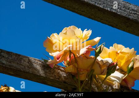 Yellow roses floral garden fence and blue sky in the stunning nature image.  Rustic wood fence with sunlight catching the yellow petals with pink and Stock Photo