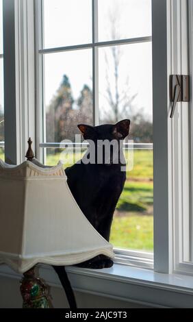 Black cat sitting in window on rainy day.  This kitty is an Oriental shorthair cat breed pet animal.  Pretty pet portrait. Stock Photo
