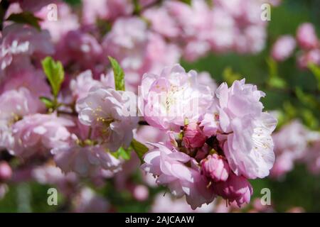 Chinese almond tree ( Prunus triloba  Lindl. ) bloming in spring orchard Stock Photo