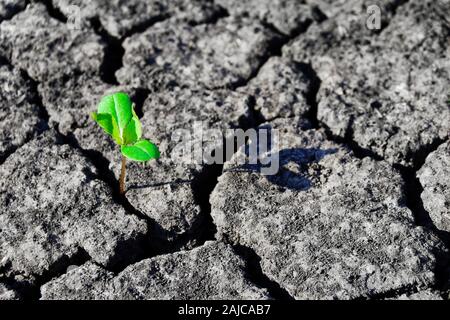 Young green sprout made its way in cracked, dried earth Stock Photo