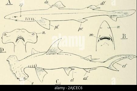 A treatise on zoology . modified in thelower than in the upper jaw (,S2n?i«.r, Laemargus); and their pointsare often turned aside so that the inner margin forms the cutting edge(Fig. 39). A large hollow spine, fixed on the anterior cartilaginous radial, is 152 SELACHII developed in front of the dorsal fins in Centrina, CentroscyUium, Acanthias,and Gentro])horus. Tlie radials of these fins are much concentrated, andfused proximally to a large basal resting on the vertebral column, as inCestraciontidae (Fig. 50). In the other genera the fin - skeleton issimilarly modified, but the spines appear Stock Photo