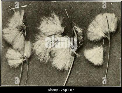 St Nicholas [serial] . THE DAINTILY FIBERED COTTON-GRASS Calumet, Mich.Dear St. Nicholas: Will you please tell me the nameof the flower inclosed? My brother gathered these. THE COTTON-GRASS. Specimens from Michigan and Iowa. The fiber is so good that some people have thought it useful for fabrics. flowers last July, and they have shown no change sincewe have had them. Do they ever wither ? We do notsee many of these growing here. These flowers weregathered in a marshy place, though they have not been inwater since that time. Your reader, Burniecf. Larson. specimens of cotton-grass from iowa Lu Stock Photo