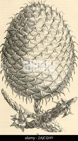 The journal of the Horticultural Society of London . Pernettya ciliaris. LATELY INTRODUCED INTO ENGLAND.. Cone of Araucaria Cookii. 270 NOTICES OF CERTAIN ORNAMENTAL PLANTS been brought to England alive by Captain Jones, of the St.George merchantman ; and among them the plant at the headof this article, which grows abundantly on the islands of Aniteura,New Hebrides, and New Caledonia. In a memorandum thataccompanied the plant received by the Society, Mr. Moore re-marl&lt;s that tlie tree is apparently distinct from A. excelsa. Itdiffers from that species in liaving a more compact habit whenold Stock Photo