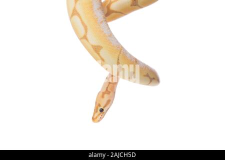 snake python isolated on white background Stock Photo