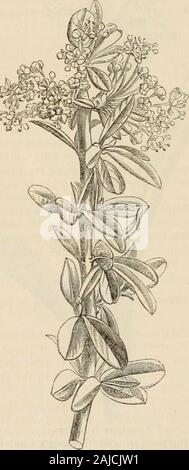 The journal of the Horticultural Society of London . Epidendnim coriifolium. pressed close to the flowers, and forming a kind of cone beforethey expand. The flowers are pale green, very firm and leathery, 220 ^KV ILAXTS, KTC, with a broad roundish convex lip, having an elevated callosityalong the middle. The lateral sepals, which are particularlythick, have a serrated keel at the back. It is a species of no beauty, nearly related to Ep. rigidum,but its leaves are much longer and narrower, and the flowers 3or 4 times as large, and extremely coriaceous. It flowers inMarch or April in the stove. Stock Photo