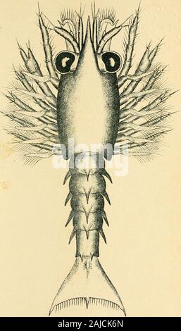 Lobster Rostrum The first annual report from 1905, published in 1906, outlines the ...