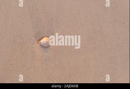 Small Seashells on a Beach in Thailand Stock Photo