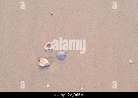 Small Seashells on a Beach in Thailand Stock Photo