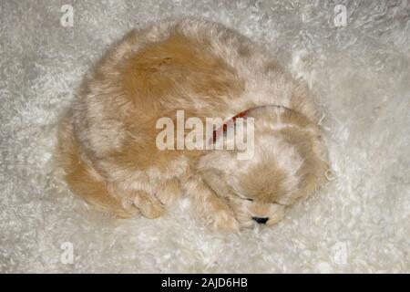 Little puppy sleeping on the white carpet Stock Photo