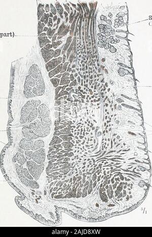 An atlas of human anatomy for students and physicians . Point or