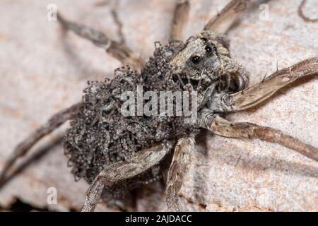 Wolf spider carrying  baby spiders on her back Stock Photo