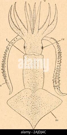 Introduction à l'étude des mollusques . aires. Famille Ommatostrephid^. Bras tentaculaires assez courtset gros; ventouses à anneau denté. Ommatostrephes, dOrbigny. Na-geoires rhomboïdales : 0. sagit-tatus, Lamarck (fig. 143); OcéanAtlantique et Méditerranée. — Cte-nopterix, Appellôf. Nageoires divi-sées en filaments (fig. 123). —Chaunoteuthis, Appellôf. — Ar-chiteuthis, Steenstrup. La hmiWeThysanoteuthidœ [Thy-sanoteuthis, Troschel) est voisine. Famille ONYCHOTEUTHIDiE. Bras tentaculaires longs; ven-touses à crochets. Onychoteuthis, Lichtenstein. Descrochets sur les bras tentacu-laires : 0. Li Stock Photo