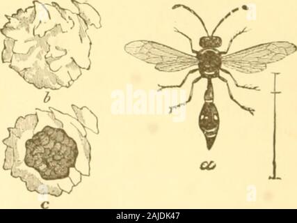 Insects injurious to fruits . Fraternal Potter-wasp, Eumenes fratcrnus Say {a, Fig. 65),stores the cells for her young with ciinker-worms, often placingas many as fifteen or twenty in a single cell. In the figure, at ATTACKING THE LEAVES. 71 b is shown the clay cell of this insect entire; at c the same cutthrough, showing how it is packed with these larvae. Thesecells are sometimes attached to plants and sometimes con-structed under the loose bark of trees. Insect-eating birdsalso devour large numbers of canker-worms. These insects are not confined to the apple-tree: elm-trees are frequently e Stock Photo