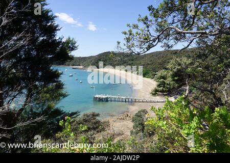 Bush scene from walking track through bush on Kawau Island New Zealand. Stock Photo