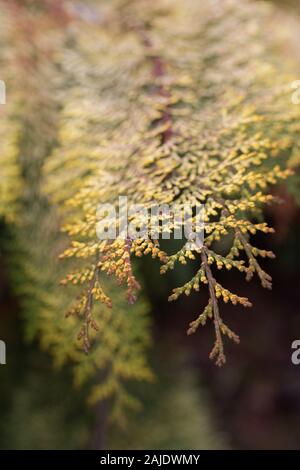 Chamaecyparis obtusa 'Special Variegated' - hinoki cypress, close up. Stock Photo