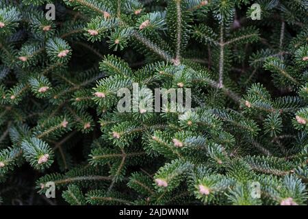 Abies Bornmuelleriana 'Barney' - turkish fir. Stock Photo