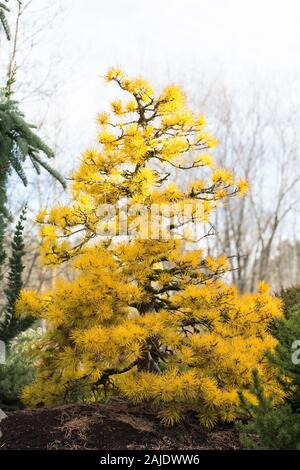 Pinus contorta var. latifolia 'Chief Joseph'. Stock Photo