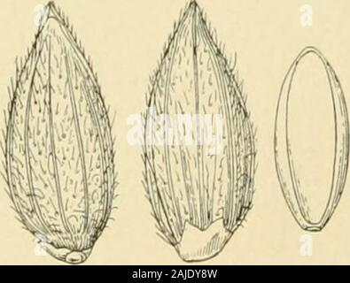 Notes on genera of Paniceae : I-IV . ate is agood representation of the species and fullyidentifies it. The enlarged portion of theraceme (f. A) shows that the spikelets areplaced with the first glume toward the axis.This species we here take as the type of theBrachiaria eruciformis. Senas- Werner A: Schultes (Syst, Veg. 2 : (Two views of spikelet and 426. L817) misspell the name eruciforme,fruits lOdiam.) and in this form also it appears in the Index Kewensis under Brachiaria.Grisebach cites not the first work in which Trinius proposes the sub-genus Brachiaria, but a later work, in which Trin Stock Photo