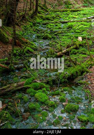 Green moss covering rocks and decaying tree trunks. Stream bed in a ...