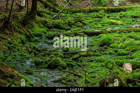 Green moss covering rocks and decaying tree trunks. Stream bed in a ...
