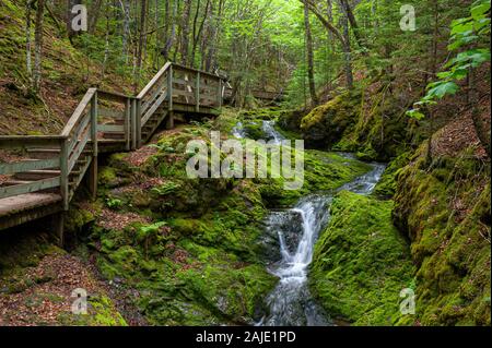 Boardwalk trail on Dickson Brook. Cascade waterfalls over moss-covered bedrock through thick forest. Dickson Falls, Fundy National Park, New Brunswick Stock Photo