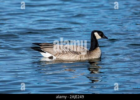 Cackling goose (Branta hutchinsii) swimming Colorado, USA 2020 Stock Photo