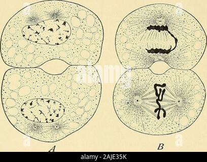 The cell in development and inheritance . t harmonizesfurther with Driiners hypothesis of the active elongation of thespindle in mitosis (p. 105). There are, however, a large number offacts which show that neither the form of the protoplasmic mass nor ^ Cf. Francotte on the polar bodies of Turbellaria, p. 235,2 For a good review and critique, see Jennings, 97, 376 CELL-DIVISION AND DEVELOPMENT the distribution of metaplasmic materials is sufficient to explain theposition of the spindle, whether with reference to the direction or theinequality of the cleavage. As regards the direction of the sp Stock Photo