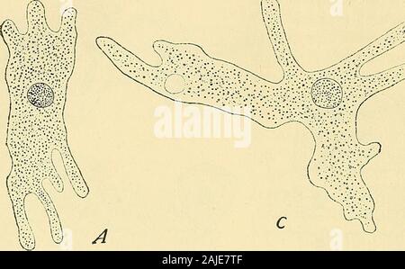 The cell in development and inheritance . regeneration, they might neverthelesscontinue to live and swim actively about for many days after theoperation, the contractile vacuole pulsating as usual. Hofer (89),experimenting on Amoeba, found that non-nucleated fragments mightlive as long as fourteen days after the operation (Fig. 160). Theirmovements continued, but were somewhat modified, and little bylittle ceased, but the pulsations of the contractile vacuole were butslightly affected; they lost more or less completely the capacity to 344 CELL-CHEMISTRY AND CELL-PHYSIOLOGY digest food, and the Stock Photo