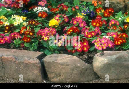 PRIMULA FLOWERS (ENGLISH PRIMROSES) OF ASSORTED COLOURS GROWING IN RAISED ROCK GARDEN. NEW SOUTH WALES, AUSTRALIA. Stock Photo