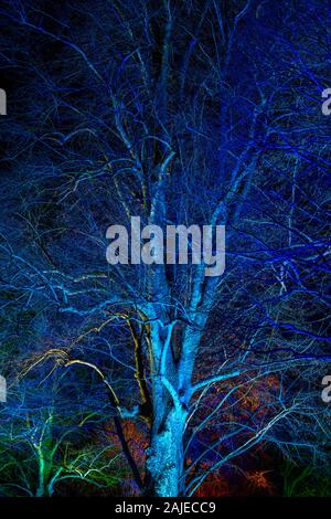 Trees lit by blue and teal coloured lights at a Christmas Festival 2019 Stock Photo