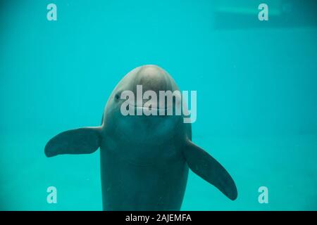 (200104) -- BEIJING, Jan. 4, 2020 (Xinhua) -- Undated file photo provided by the Nanjing Yangtze Finless Porpoise Conservation Association shows a Yangtze finless porpoise in the water. (Zhang Kun/Nanjing Yangtze Finless Porpoise Conservation Association/Handout via Xinhua) Stock Photo