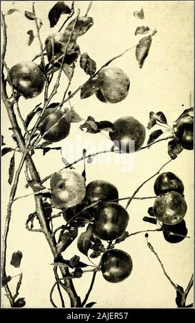 Trees that every child should know : easy tree studies for all seasons of the year . 5. Wild Apple Trees and Their Kin 225 I remember gathering the little green applesin the fall. Hard, and almost bitter, when eatenout of hand, they make a jelly that is as distinctand delightful in its way as the flowers are moreadmirable than common apple blossoms. Thetaste is wild, and almost bitter, but beside itordinary apple jelly tastes insipid. Perhaps Iam prejudiced, and the memory of that wild crab-apple jelly too remote to be depended upon. Butmany people agree with me. If you are in thewoods in Octo Stock Photo