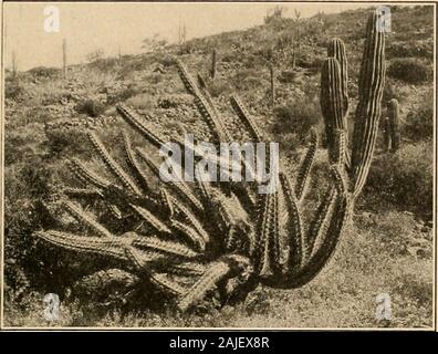 The Cactaceae : descriptions and illustrations of plants of the cactus family . NYCTOCEKIHS. 117 fruit is called pitahaya agre or pitahaya agria and is probably the most valuable fruit ofLower California. A fish poison is prepared by bruising the stems. The mashed pulpis then thrown into a running stream.. Stock Photo