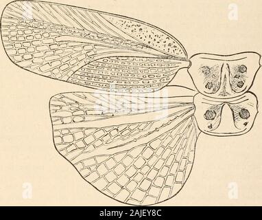 Cockroach ventral view Stock Photo - Alamy