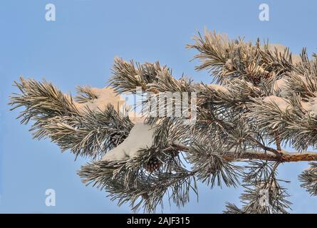 White snow and hoarfrost on pine tree branch with cones close up on blue sky background. Green needles of coniferous tree with rime covered at sunshin Stock Photo