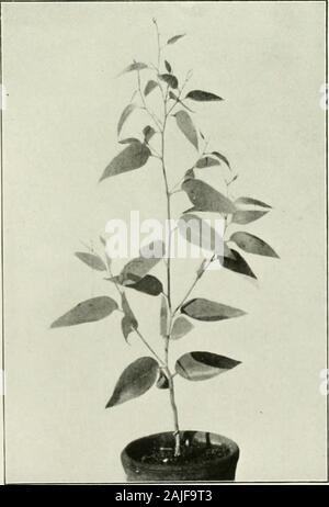 Eucalypts cultivated in the United States . Stock Photo