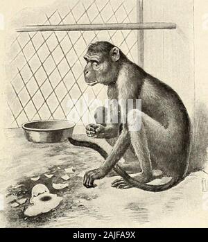 St Nicholas [serial] . A BABY MONO DESCENDED FROM EGG-EATING ANCESTORS. He cracked it with his upper teeth, making a hole in it, and suckedout all the substance. eating instinct. But Mono had never yet seenan egg. To each of the three monkeys Dr. Jordan gave. BOB TOOK HIS EGG FOR SOME KIND OF NUT. When the inside ran out and fell on the ground, he looked at it for amoment in bewilderment. tors, handled his egg with all the inherited ex-pertness of a long-developed instinct. He crackedit with his upper teeth, making a hole in it, andsucked out all its substance. Then holding theegg-shell up to Stock Photo