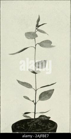 Eucalypts cultivated in the United States . Eucalyptus pamculat, EUCALVPTUS HAEMASTOMA.. Stock Photo